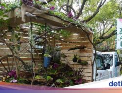 Adu Cantik Pertarungan Taman Di Bak Kendaraan Pribadi Pikap